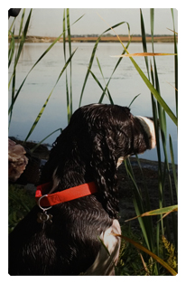 DF35T 312 Gone Hunting (Duck with Dog)